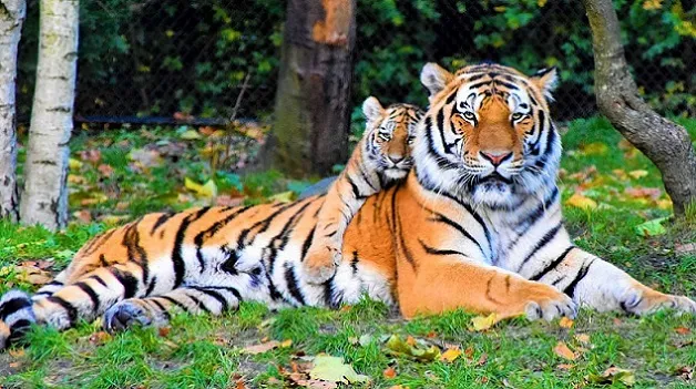 सुप्रीम कोर्ट ने बाघों की कथित मौत पर केंद्र से किया जवाब तलब 