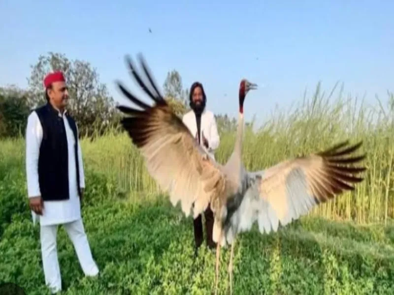रायबरेली: समसपुर पक्षी विहार से लापता हुआ आरिफ का दोस्त सारस पक्षी