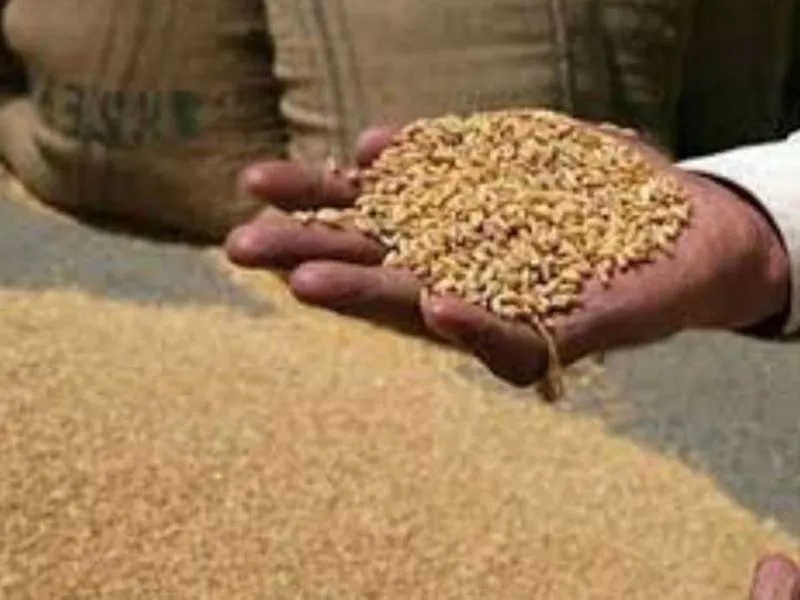 अयोध्या: एक अप्रैल से शुरू होगी गेहूं खरीद, तैयारी में जुटा विभाग