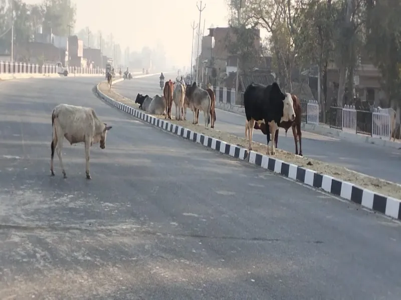 अयोध्या: मिल्कीपुर में हवा हवाई साबित हो रहा है छुट्टा मवेशियों को पकड़ने का अभियान 