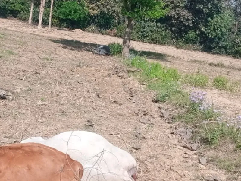 बहराइच: करंट की चपेट मे आने से चार मवेशियों की मौत