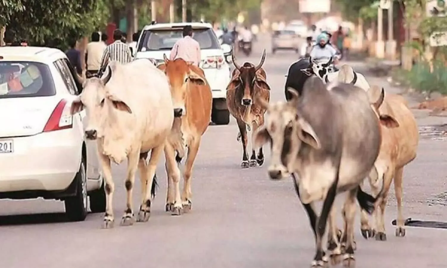 हल्द्वानी: आवारा पशुओं की देख-रेख के लिए निगम में कराना होगा पंजीकरण 