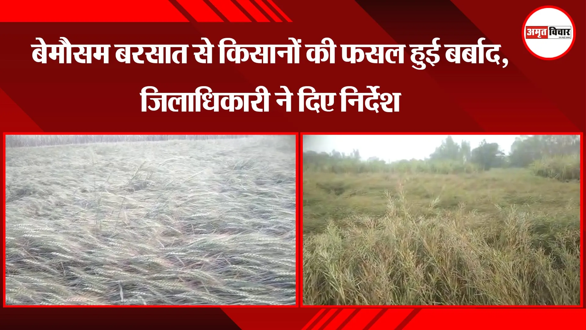 अयोध्या: बेमौसम बरसात से किसानों की फसल हुई बर्बाद, जिलाधिकारी ने दिए निर्देश