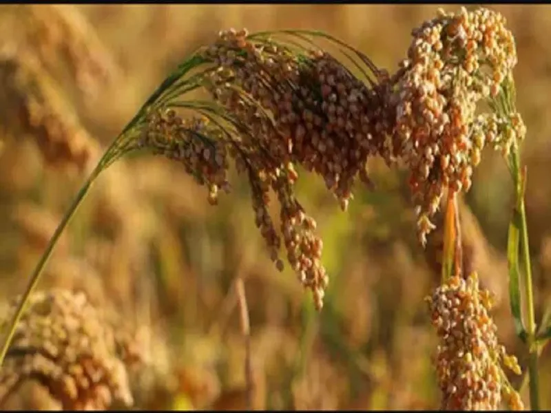 लखनऊ: किसान दिवस पर चलेगी कार्यशाला, मोटे अनाज की पैदावार के साथ सीखेंगे फूड प्रोसेसिंग