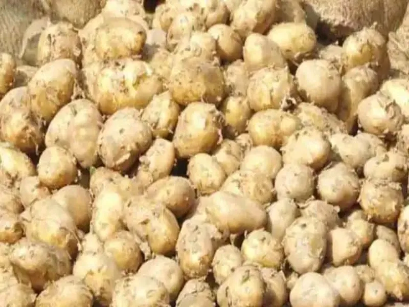 UP के 7 जिलों में क्रय केंद्र के माध्यम से होगी आलू खरीद, तय की गई दर 