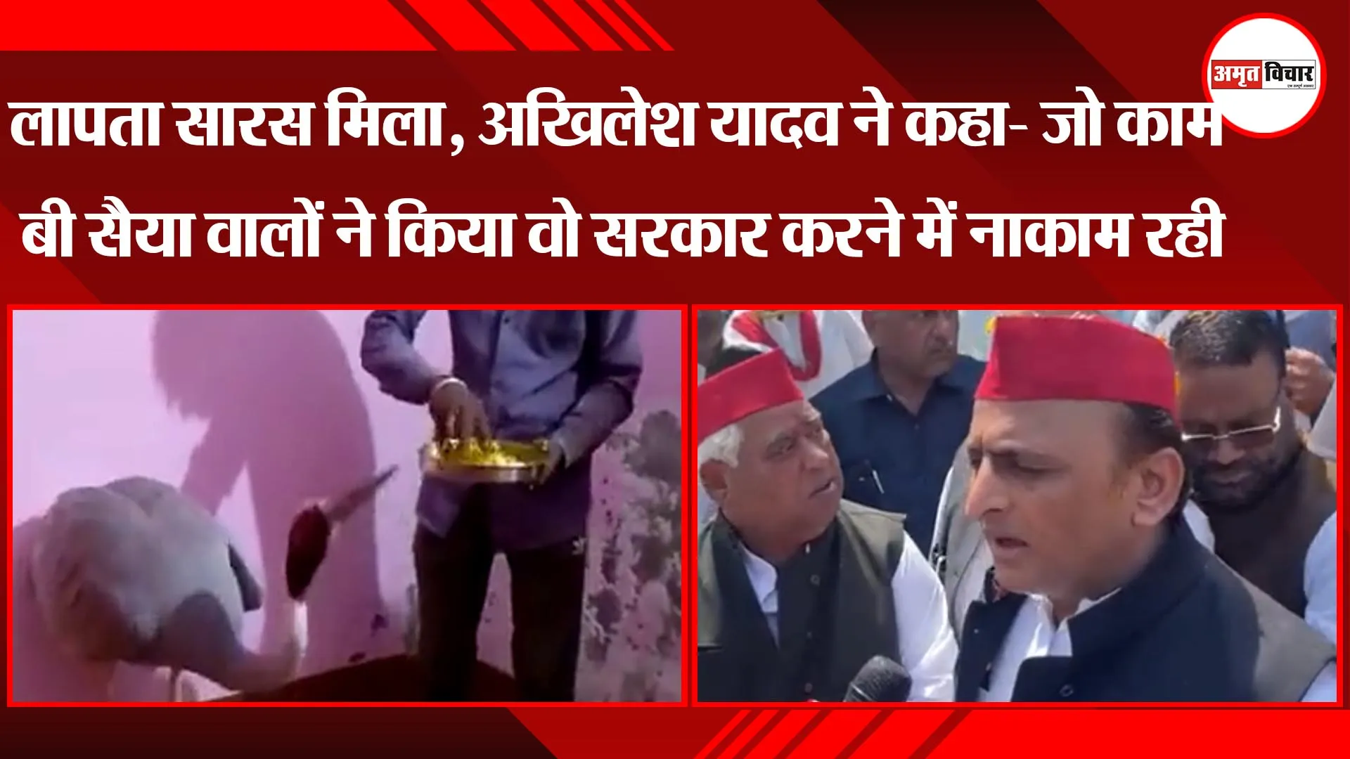 लखनऊ: लापता सारस मिला, अखिलेश यादव ने कहा- जो काम बी सैया वालों ने किया वो सरकार करने में नाकाम रही
