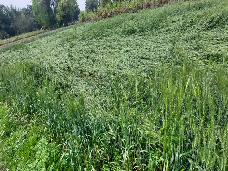 अयोध्या: बारिश से गेहूं की फसलें बर्बाद, किसान रो रहे खून के आंसू