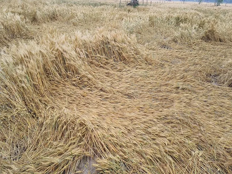 प्रयागराज: तीन अंतर्जनपदीय वाहन चोर गिरफ्तार, छह बाइक बरामद