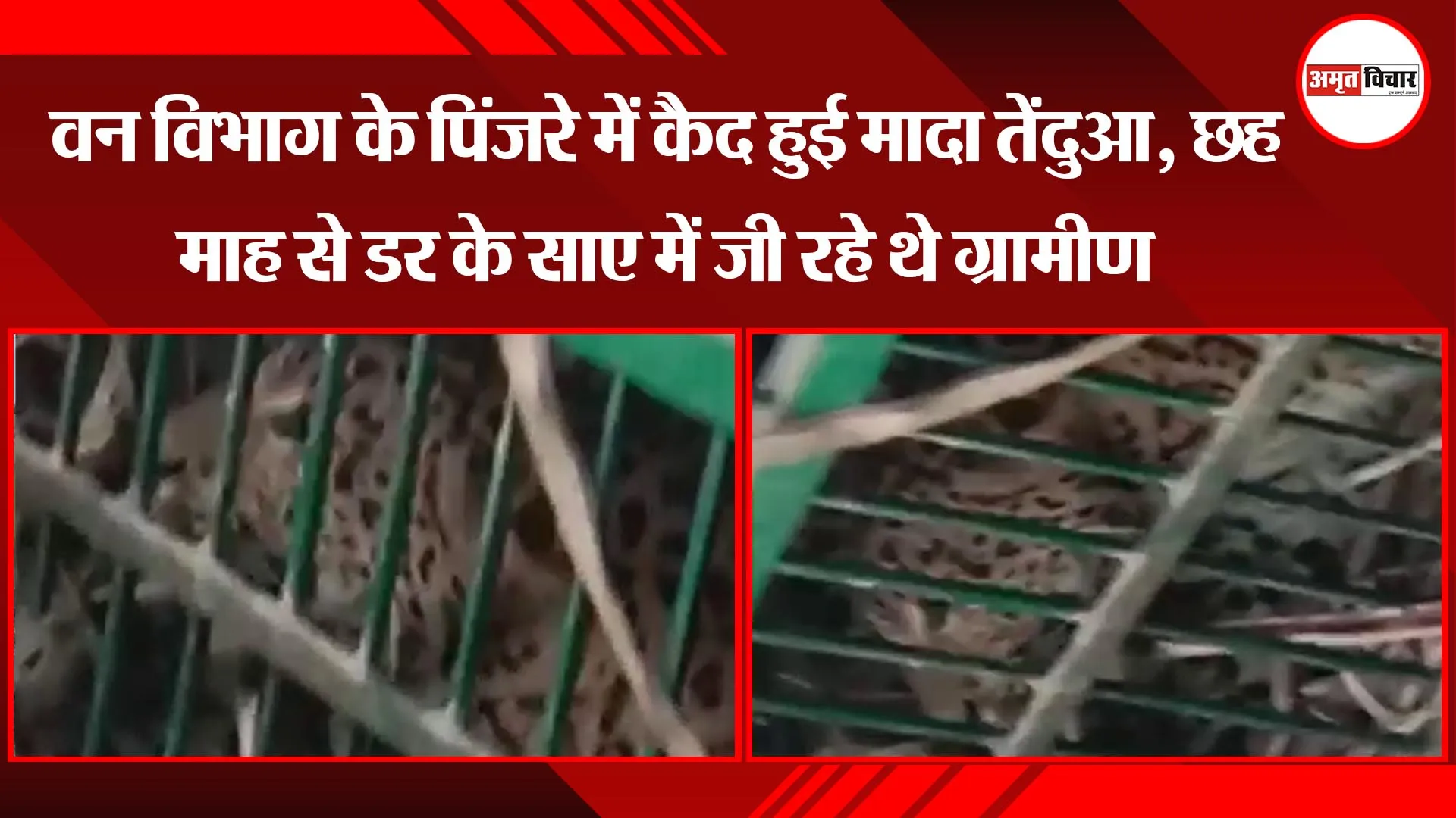 बहराइच: वन विभाग के पिंजरे में कैद हुई मादा तेंदुआ, छह माह से डर के साए में जी रहे थे ग्रामीण