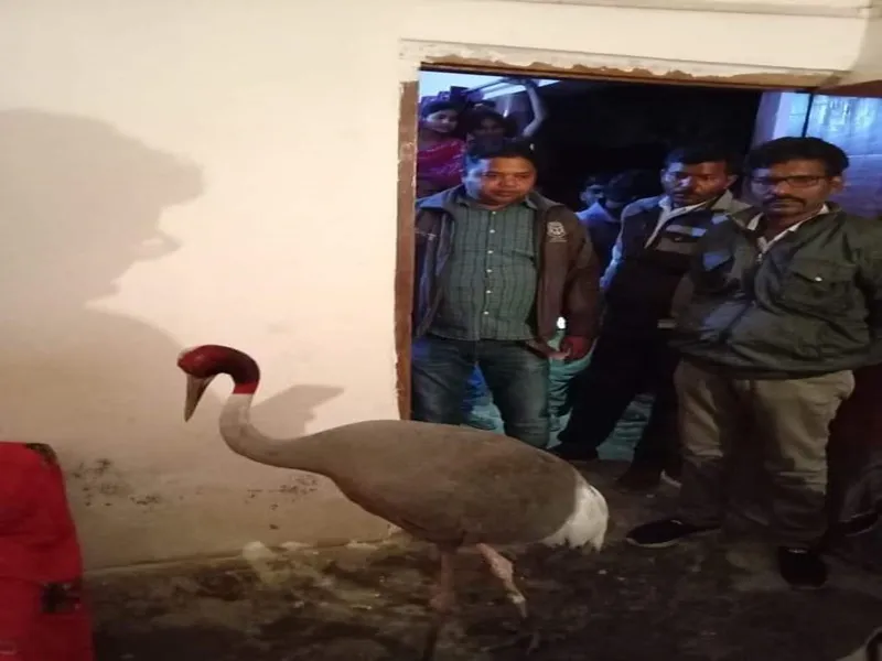 रायबरेली: बिसैया गांव में मिला पक्षी विहार से लापता सारस, अमेठी के आरिफ से लाकर समसपुर में छोड़ा गया था पक्षी 