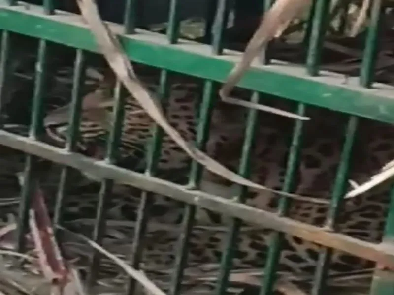 बहराइच: वन विभाग के पिंजरे में कैद हुई मादा तेंदुआ, छह माह से डर के साए में जी रहे थे ग्रामीण, देखें Video