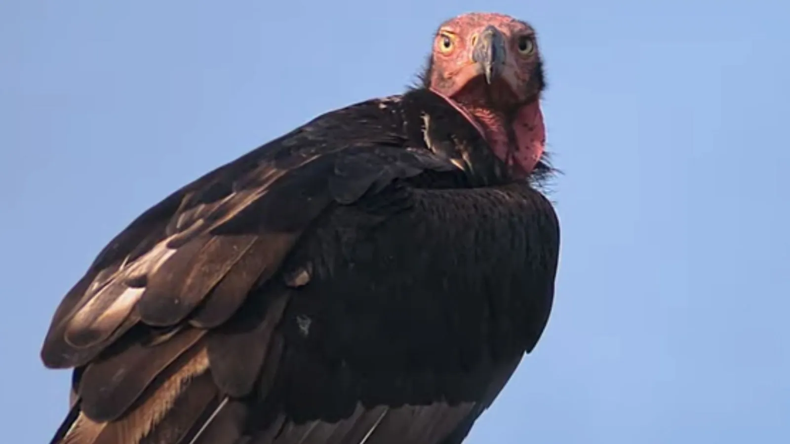 UP : दुधवा राष्ट्रीय उद्यान के दक्षिण सोनारीपुर रेंज में 'लाल सिर वाला गिद्ध' दिखा 