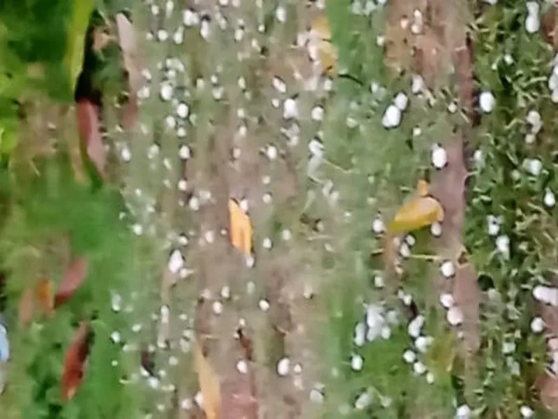 बहराइच: झमाझम बारिश के साथ गिरे ओले, ठंड का हुआ अहसास