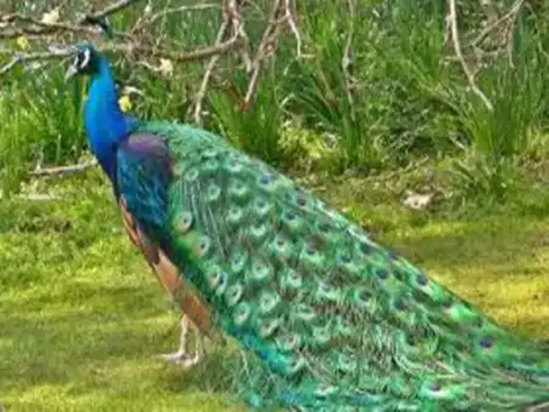 रायबरेली: राष्ट्रीय पक्षी मोर की मौत, वन विभाग ने कराया पोस्टमार्टम