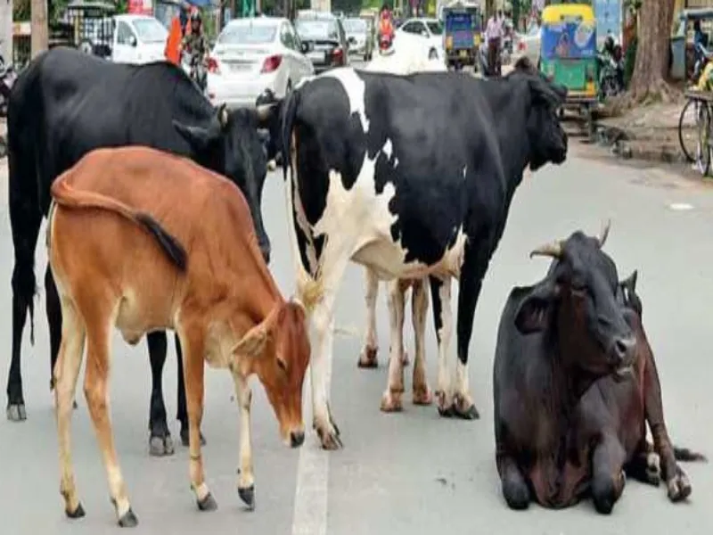 UP में छुट्टा पशुओं के हमले से घायल होने पर पीड़ित को मिलेगी आर्थिक सहायता, तय हुई कैटेगिरी 