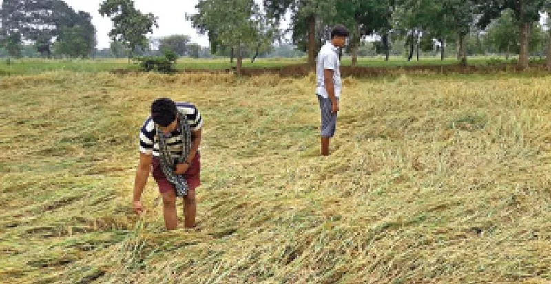 काशीपुर: बेमौसमी बारिश ने तोड़ी अन्नदाताओं की कमर