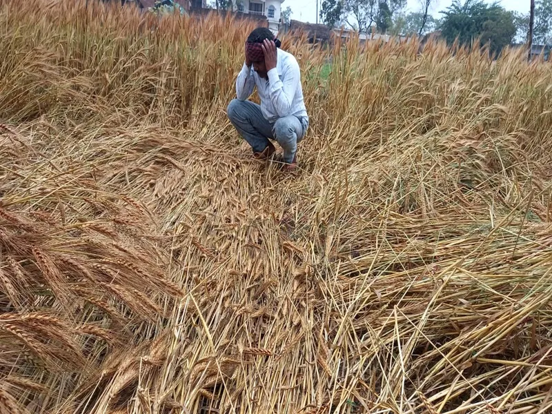 अयोध्या: बेमौसम बारिश से किसान तबाह, गेहूं समेत सब्जी की फसलों को भारी नुकसान 