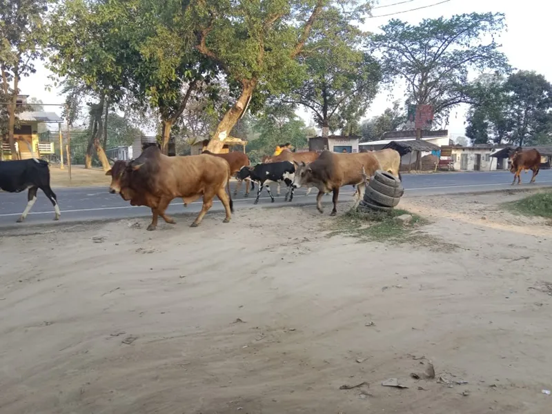 अयोध्या: हाईवे से नहीं हटा छुट्टा पशुओं का कब्जा, बढ़ रहे हैं हादसे