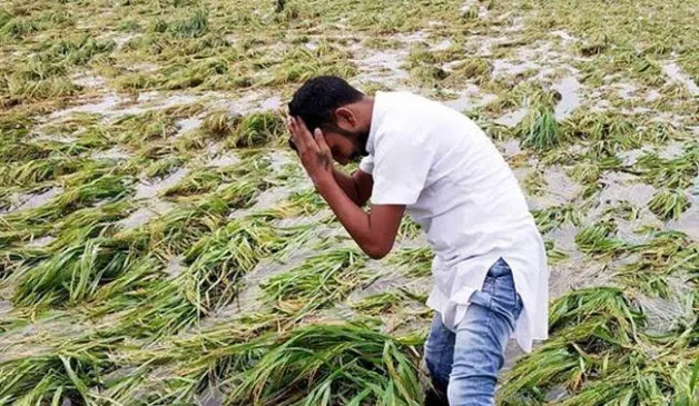 रुद्रपुर: बारिश से तराई के निचले इलाकों में 15 फीसदी गेहूं की फसल को नुकसान