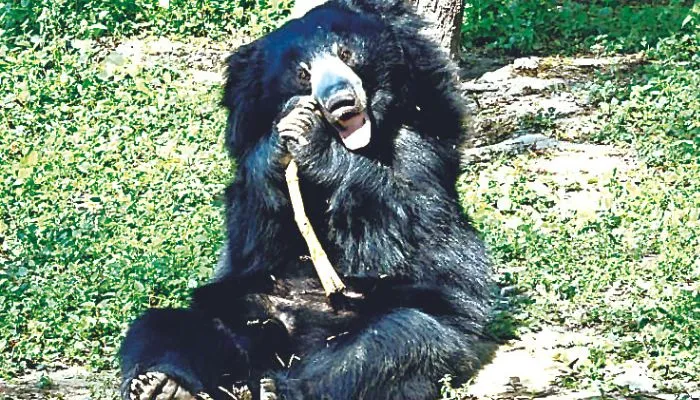 Kanpur Zoo News : प्रतापगढ़ से जख्मी हालत में कानपुर आए देसी नर भालू की मौत, चिड़ियाघर में हुआ अंतिम-संस्कार