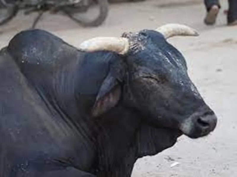 एक-दूसरे के जानी दुश्मन हैं सांड और सफाईकर्मी, हमले की ताक में घंटों करते हैं रेकी, इलाके में बना चर्चा का विषय