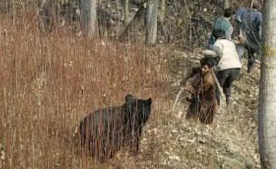 कश्मीर में मनुष्यों और जानवरों के बीच संघर्ष की घटनाएं बढ़ीं,  मुख्य कारण तेजी से शहरीकरण : विशेषज्ञ