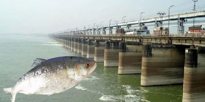  हिलसा मछली का मिर्जापुर तक पहुंचना गंगा के स्वच्छ होने का संकेत : डॉक्टर बेहरा 