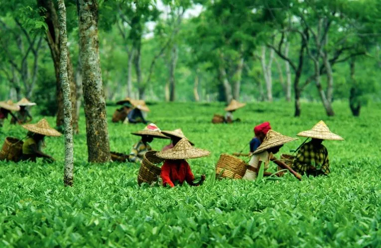 राज्य सरकार: असम के चाय बागानों को मिली 63 करोड़ रुपये सहायता