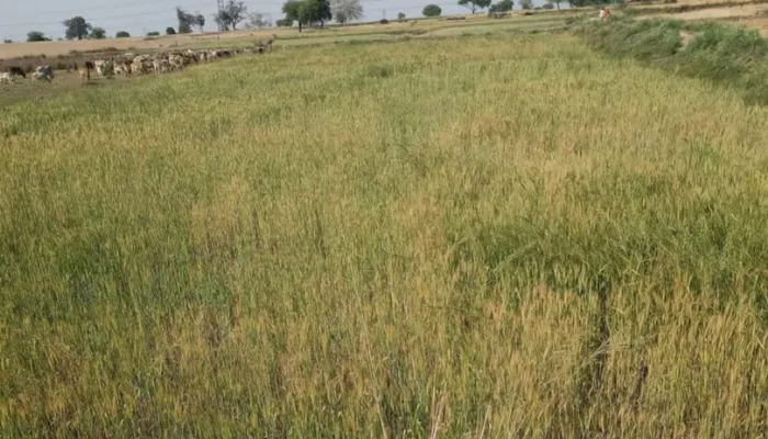 हद हो गई : गांव के तालाब में बो दिया गेहूं, किसी को पता नहीं, रामनगर ब्लाक के बरिया गांव का मामला