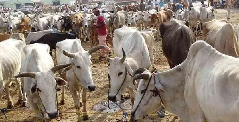 गरमपानी: बदलते मौसम में पशुओं का विशेष ध्यान रखें पशुपालक