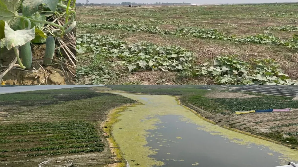 बरेली: अब कटरी में गोलियों की तड़तड़ाहट नहीं खुशियों की फसल उग रही, कल्लू की मौत के बाद बदले हालात