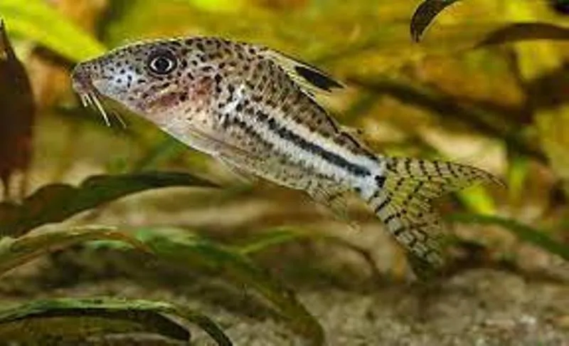 अरुणाचल प्रदेश में कैटफिश की नई प्रजाति मिली 