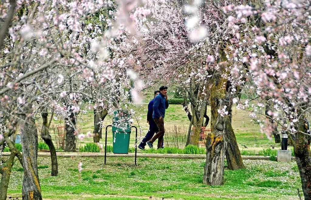 श्रीनगर का बादाम वारी उद्यान पर्यटकों से गुलजार