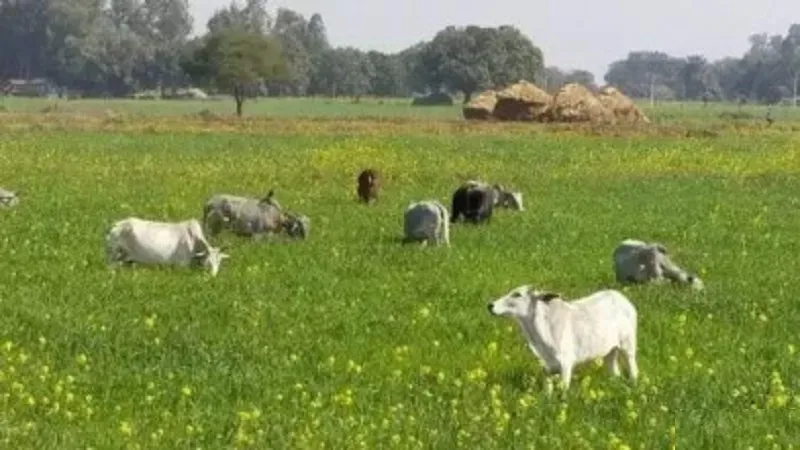 संभल: छुट्टा पशुओं ने हमलाकर किसान को किया घायल, खेत में घुसा था झुंड 
