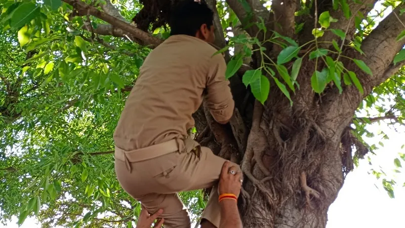 संभल: पेड़ पर मिला कब्र में दफनाई नवजात का शव, मौके पर जुटी भीड़