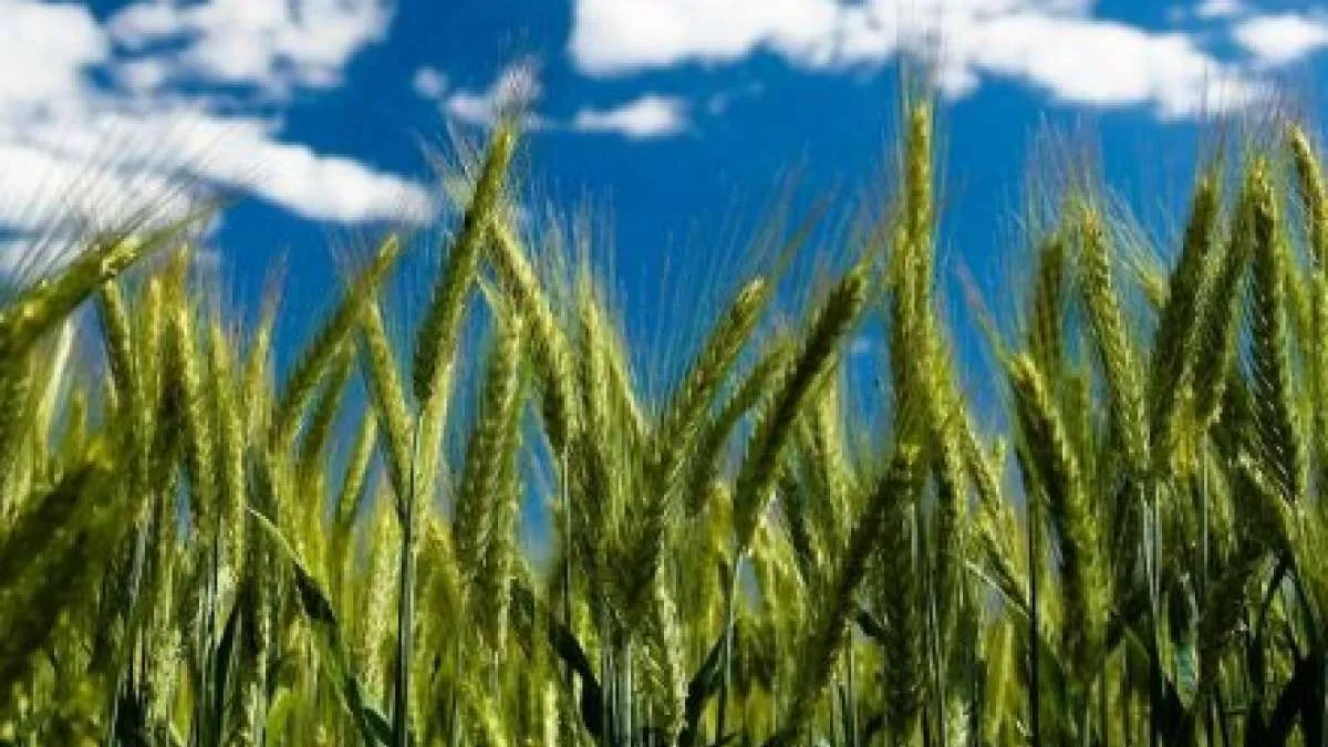 रुद्रपुर: तराई में इस बार प्री-मैच्योर गेहूं बढ़ाएगा किसानों की टेंशन