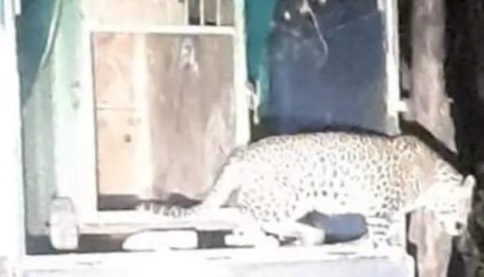 Etawah का खूंख्वार तेंदुआ Chitrakoot के रानीपुर टाइगर रिजर्व पहुंचा, Safari Park में पालतू जानवरों को बना लेता था शिकार