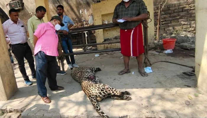 Chitrakoot News : ट्रेन की चपेट में आने से तेंदुए की गई जान, मारकुंडी और मझगवां स्टेशनों के बीच हुई घटना