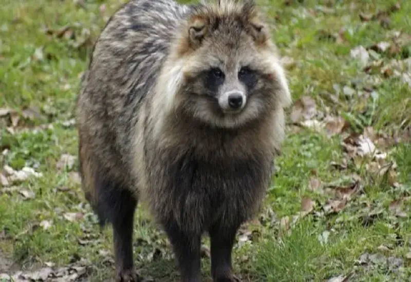 Covid-19 : चीन के बाजार से एकत्रित अनुवांशिक नमूने में 'Raccoon Dog' का मिला डीएनए 