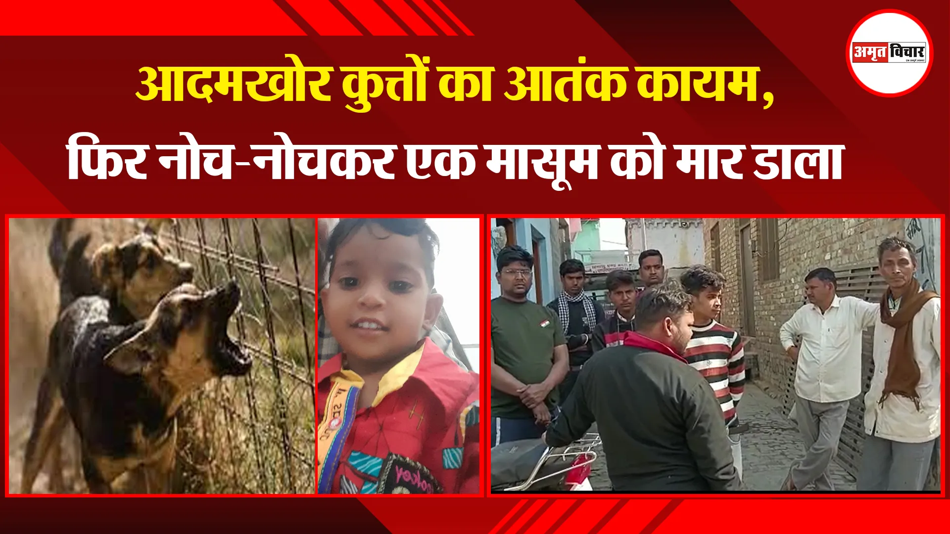  बरेली: आदमखोर कुत्तों का आतंक कायम, फिर नोच-नोचकर एक मासूम को मार डाला