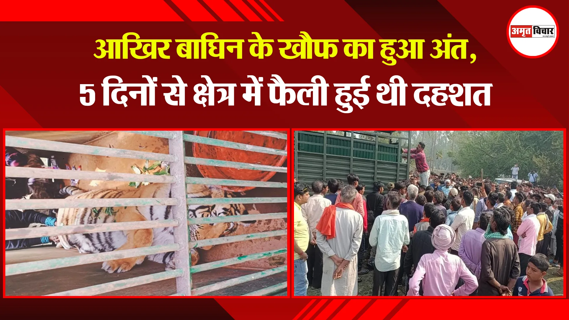 पीलीभीत: आखिर बाघिन के खौफ का हुआ अंत, 5 दिनों से क्षेत्र में फैली हुई थी दहशत