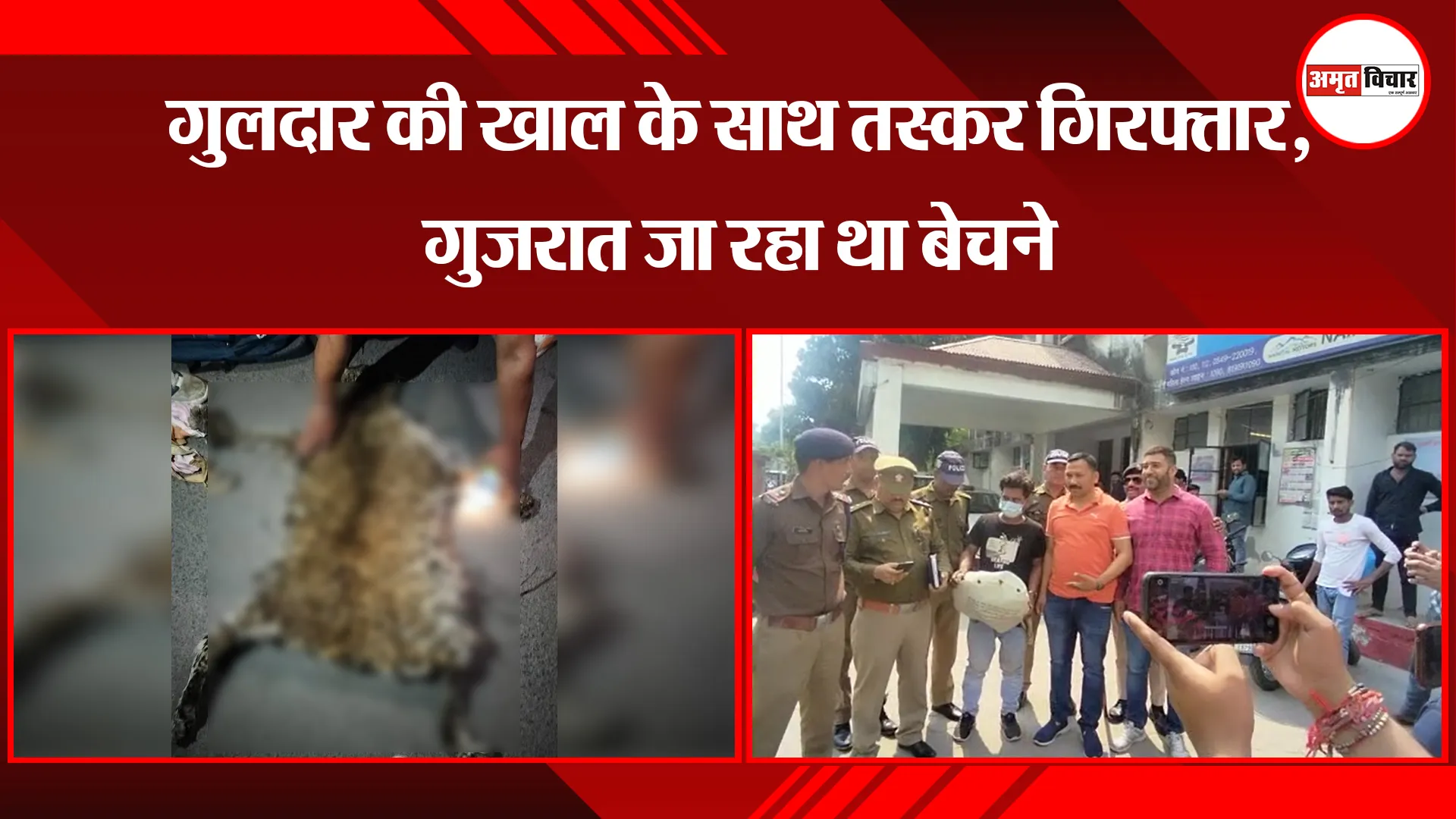 हल्द्वानी: गुलदार की खाल के साथ तस्कर गिरफ्तार, गुजरात जा रहा था बेचने