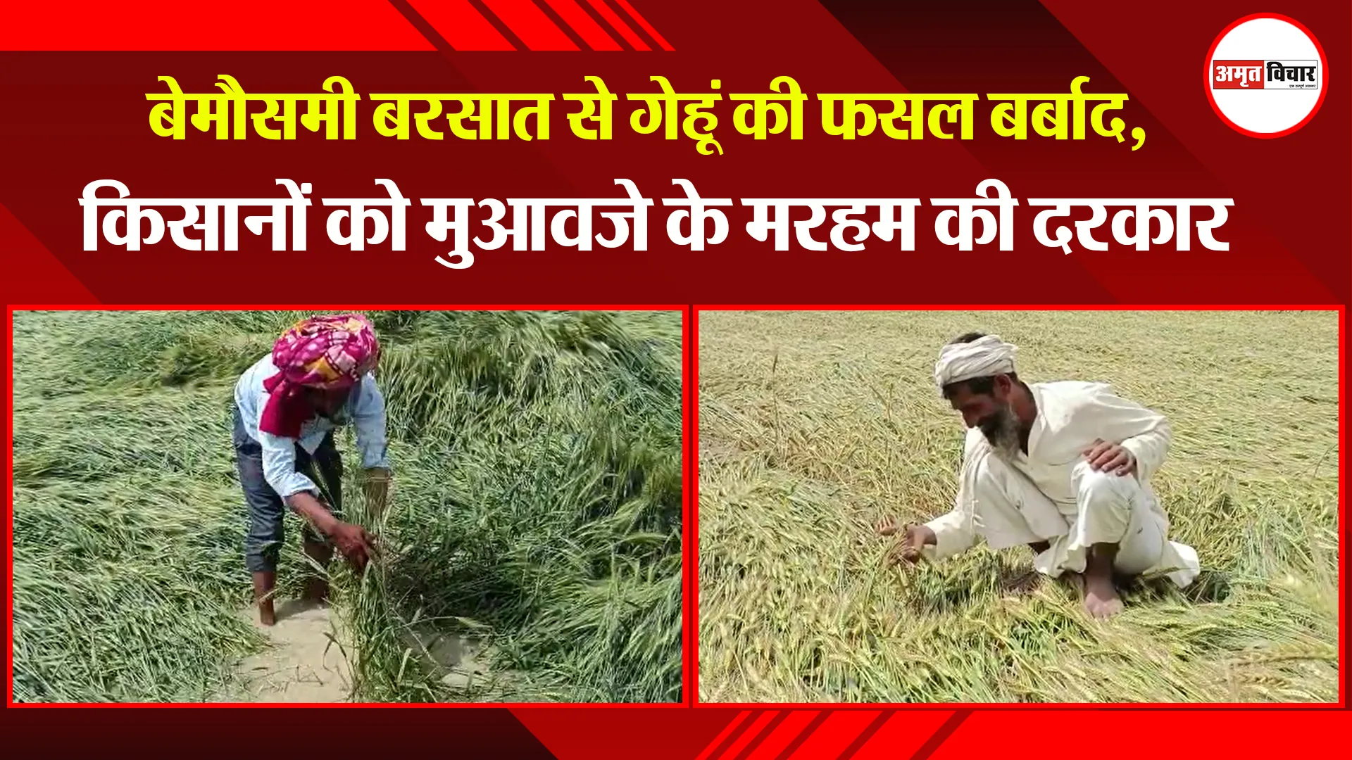 मुरादाबाद: बेमौसमी बरसात से गेहूं की फसल बर्बाद, किसानों को मुआवजे के मरहम की दरकार