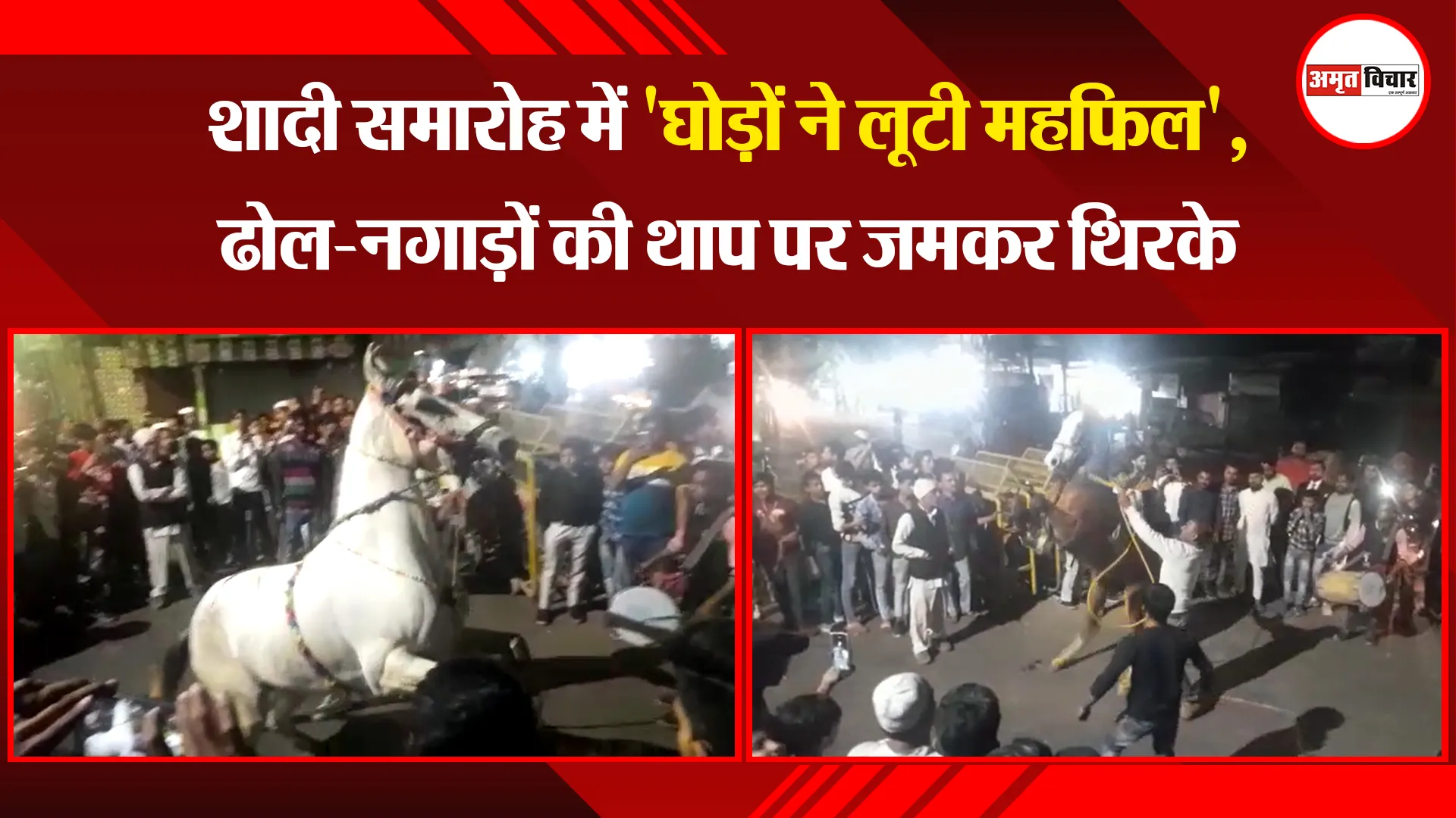 मुरादाबाद: शादी समारोह में 'घोड़ों ने लूटी महफिल', ढोल-नगाड़ों की थाप पर जमकर थिरके