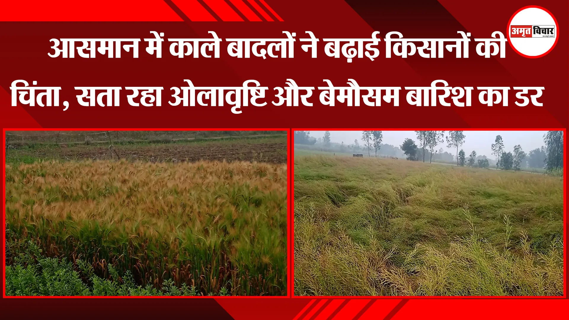 बरेली: आसमान में काले बादलों ने बढ़ाई किसानों की चिंता, सता रहा ओलावृष्टि और बेमौसम बारिश का डर