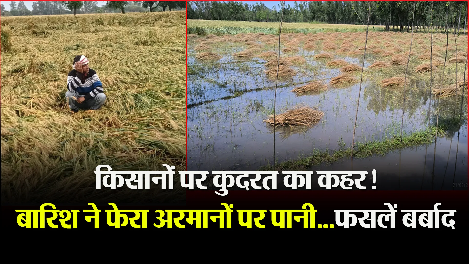 बरेली: किसानों पर कुदरत का कहर! बारिश ने फेरा अरमानों पर पानी...फसलें बर्बाद