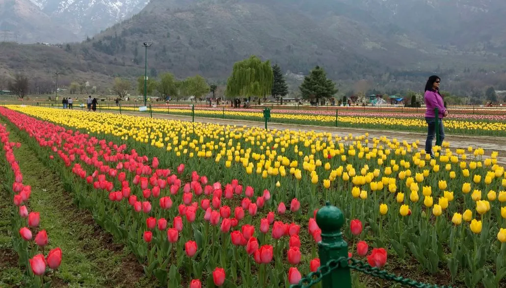 कश्मीर में एशिया का सबसे बड़ा ट्यूलिप गार्डन 19 मार्च से पर्यटकों का स्वागत करने के लिए तैयार 