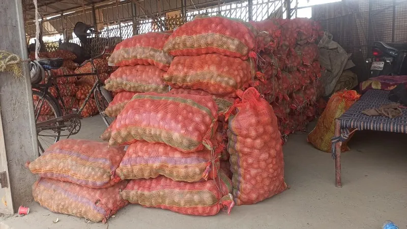 मुरादाबाद : आलू की आवक बढ़ने और दामों में गिरावट से किसानों को नुकसान