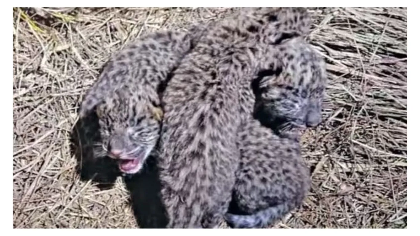 पिथौरागढ़ः गुलदार ने शावकों को सुनसान इमारत में छोड़ा, क्षेत्रवासियों में दहशत