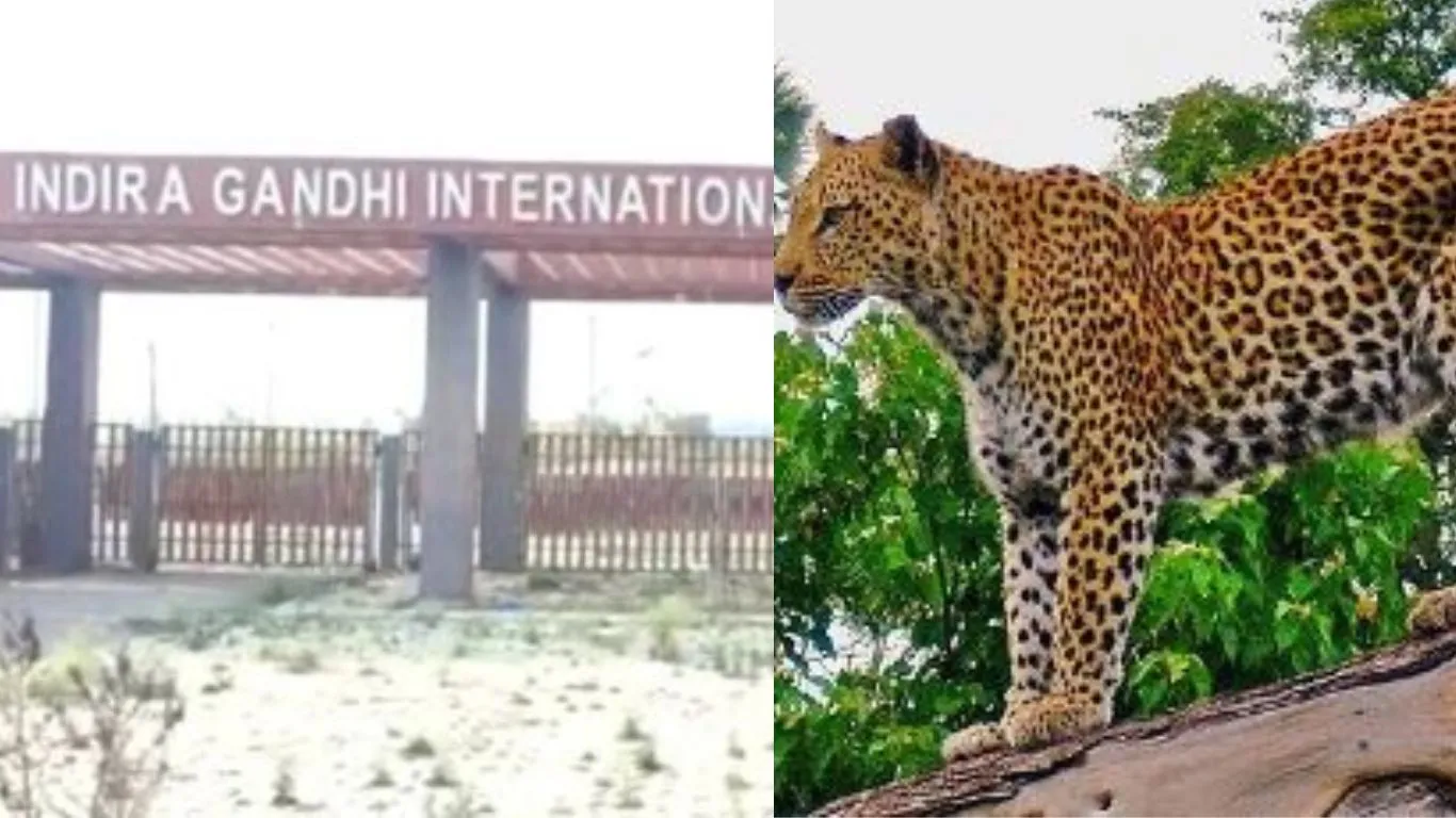 हल्द्वानीः जंगली जानवरों के डर से इंदिरा गांधी अंतर्राष्ट्रीय स्टेडियम की सुरक्षा में लगे कर्मी भयभीत 